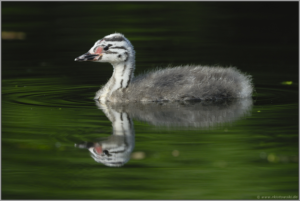 Jungvogel... Haubentaucher *Podiceps cristatus*