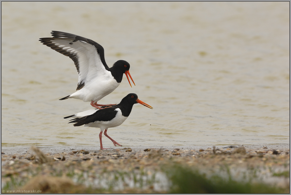 die Paarung... Austernfischer *Haematopus ostralegus*