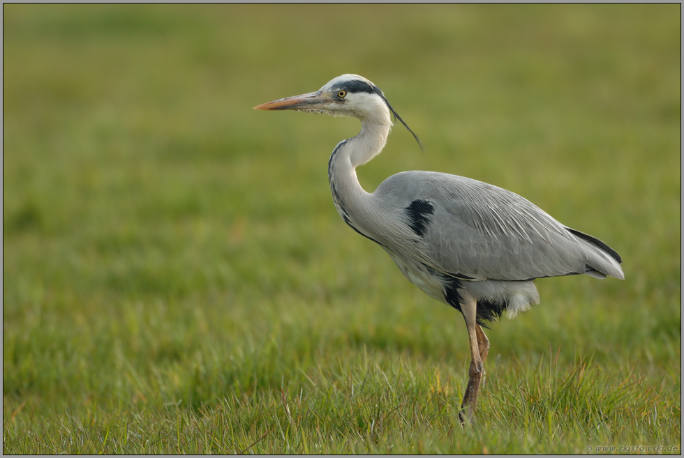 auf Fotodistanz... Graureiher *Ardea cinerea*