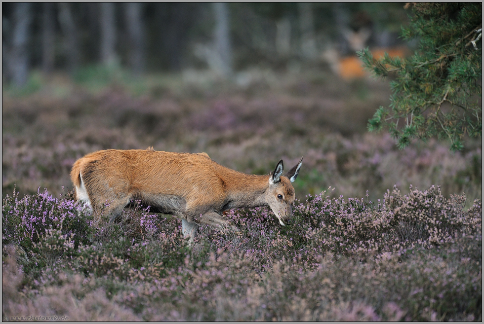 in der Heide...  Rottier *Cervus elaphus*