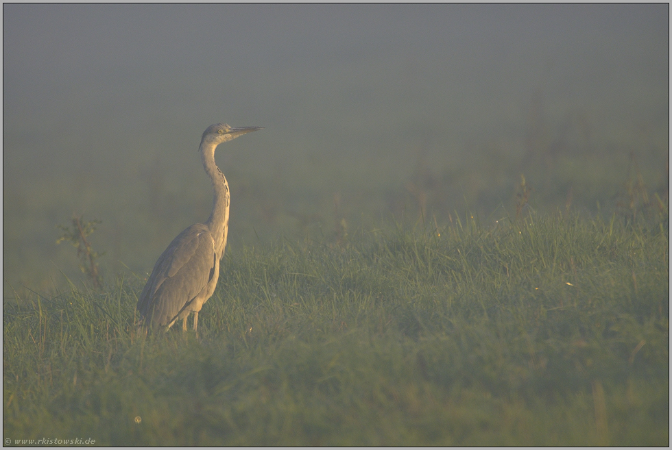 Sonnenaufgang im Nebel... Graureiher *Ardea cinerea*