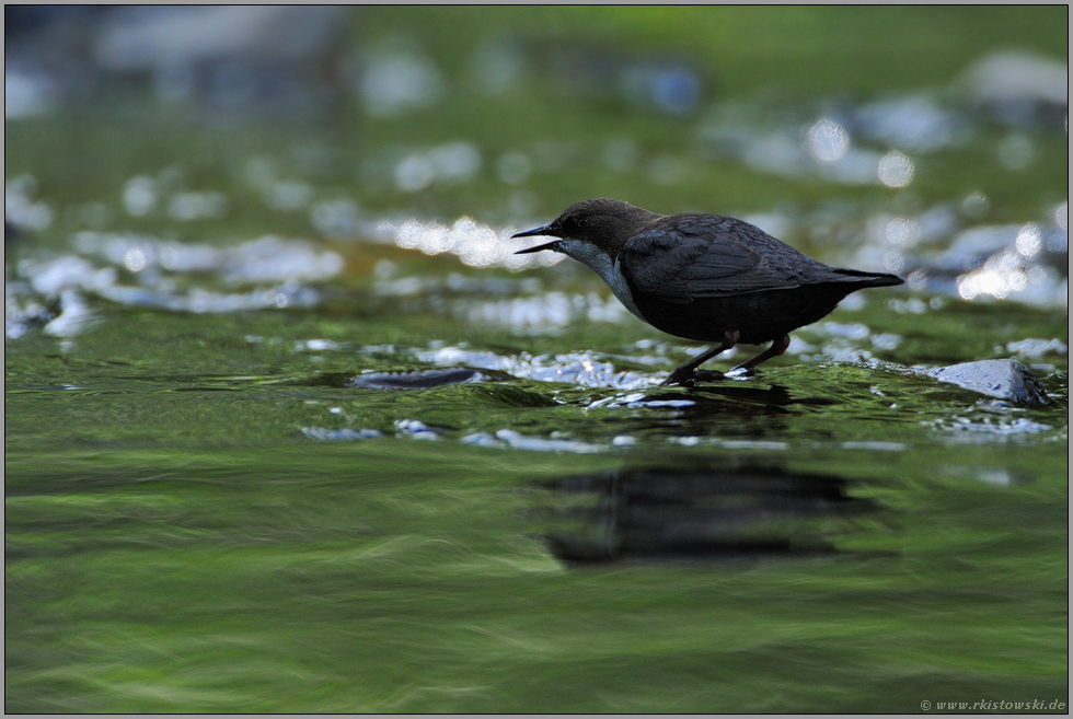 im Gegenlicht... Wasseramsel *Cinclus cinclus*