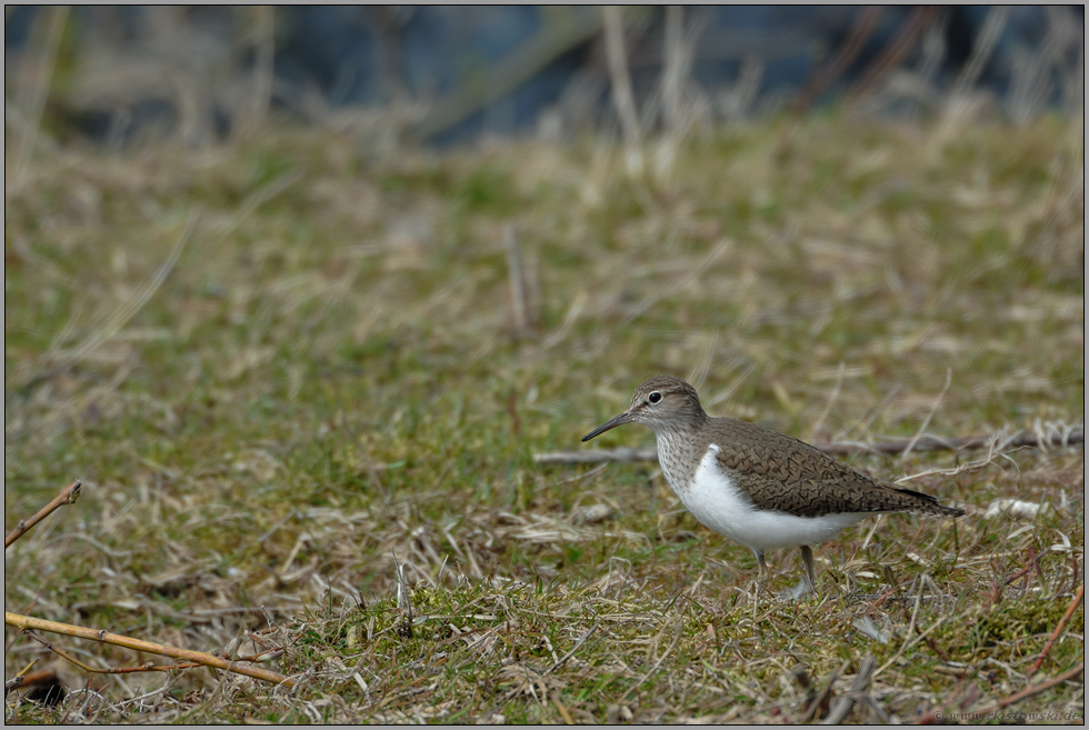 im Habitat... Flussuferläufer *Actitis hypoleucos*