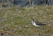 im Habitat... Flussuferläufer *Actitis hypoleucos*