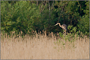 eine einsame Sitzgelegenheit... Purpurreiher *Ardea Pupurea*