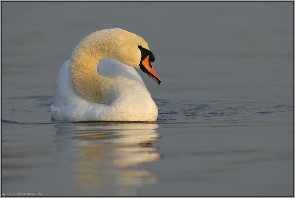 feines Licht... Höckerschwan *Cygnus olor*