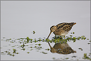 Vogel des Jahres 2013... Bekassine *Gallinago gallinago*