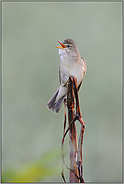 Spätheimkehrer... Sumpfrohrsänger *Acrocephalus palustris*