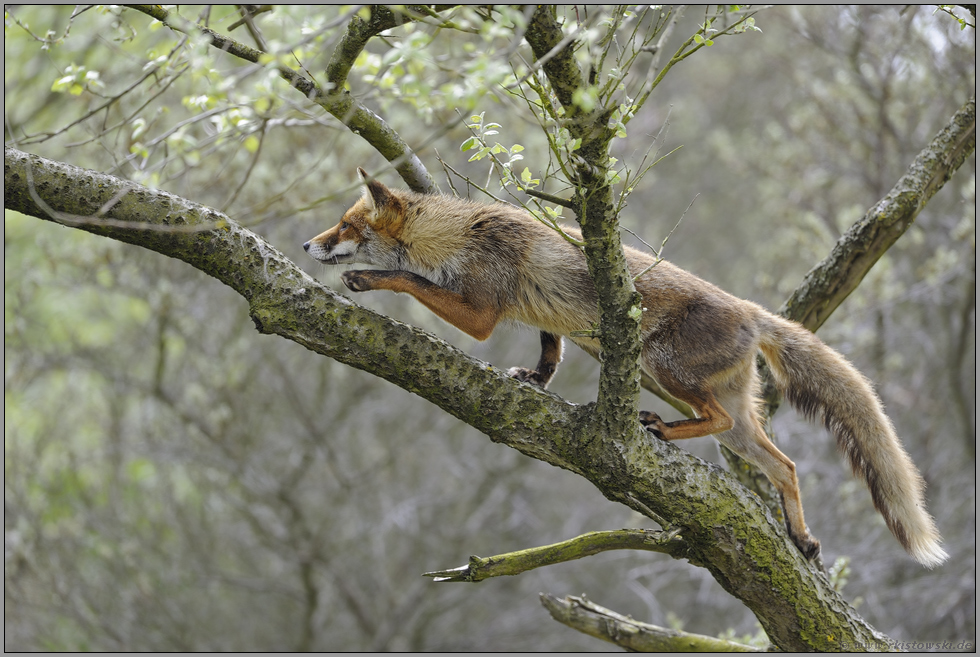 Schmittchen Schleicher... Rotfuchs *Vulpes vulpes*