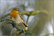 heimisch "Vogel des Jahres 1992"... Rotkehlchen *Erithacus_rubecula