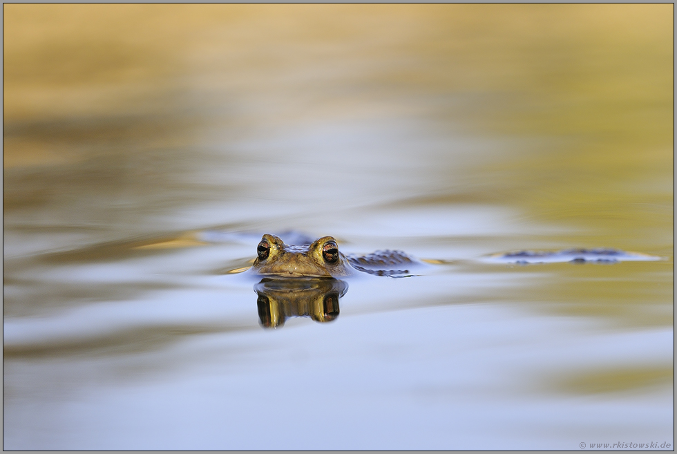 im Laichgewässer... Erdkröte *Bufo bufo*