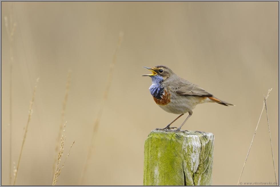 Reviergesang... Blaukehlchen *Luscinia svecica*