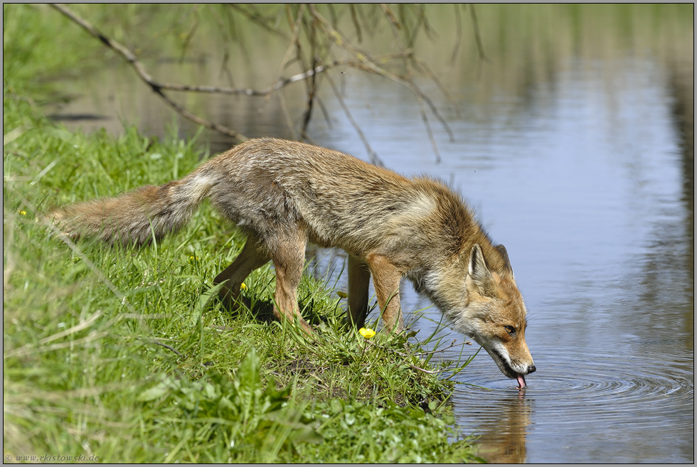 trinkend... Rotfuchs *Vulpes vulpes*