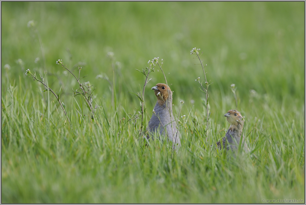 Neugierde... Rebhühner *Perdix perdix*