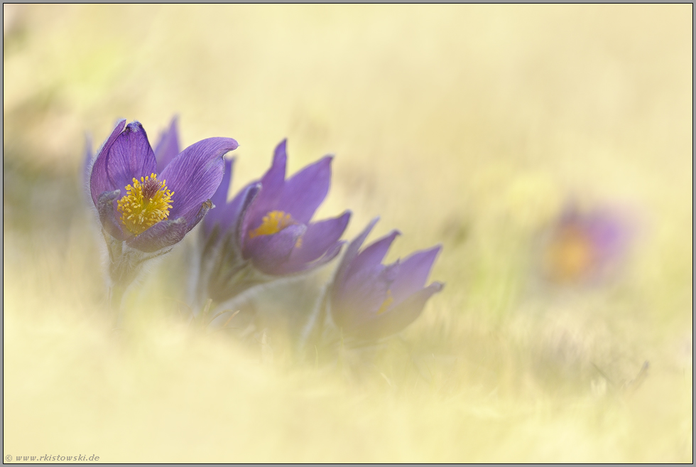 abgeschattet... Gewöhnliche Kuhschelle *Pulsatilla vulgaris*