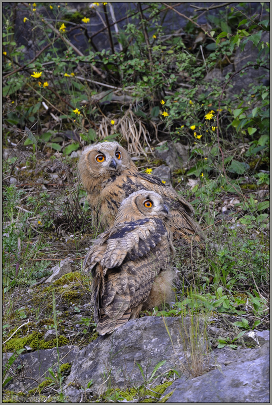 im Aestlingsstadium... Europäischer Uhu *Bubo bubo*