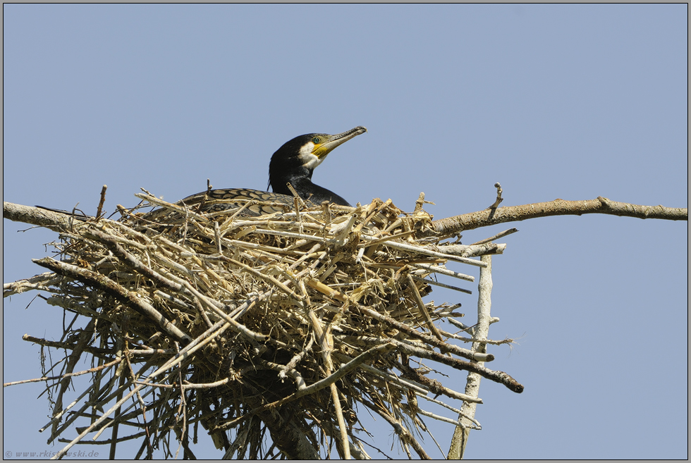 Brutzeit... Kormoran *Phalacrocorax carbo*