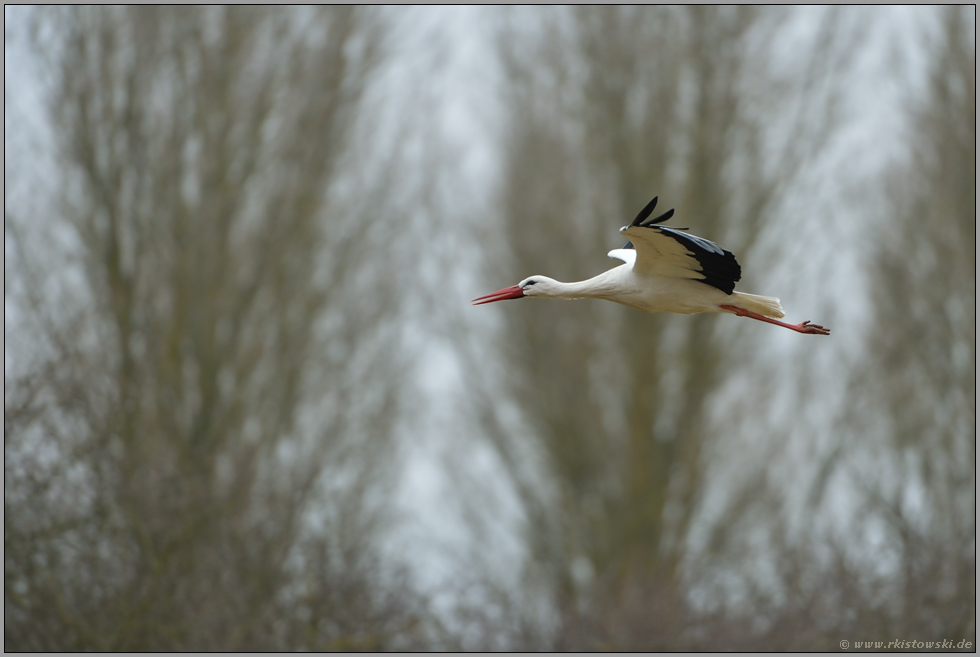 Überwinterer... Weißstorch *Ciconia ciconia*