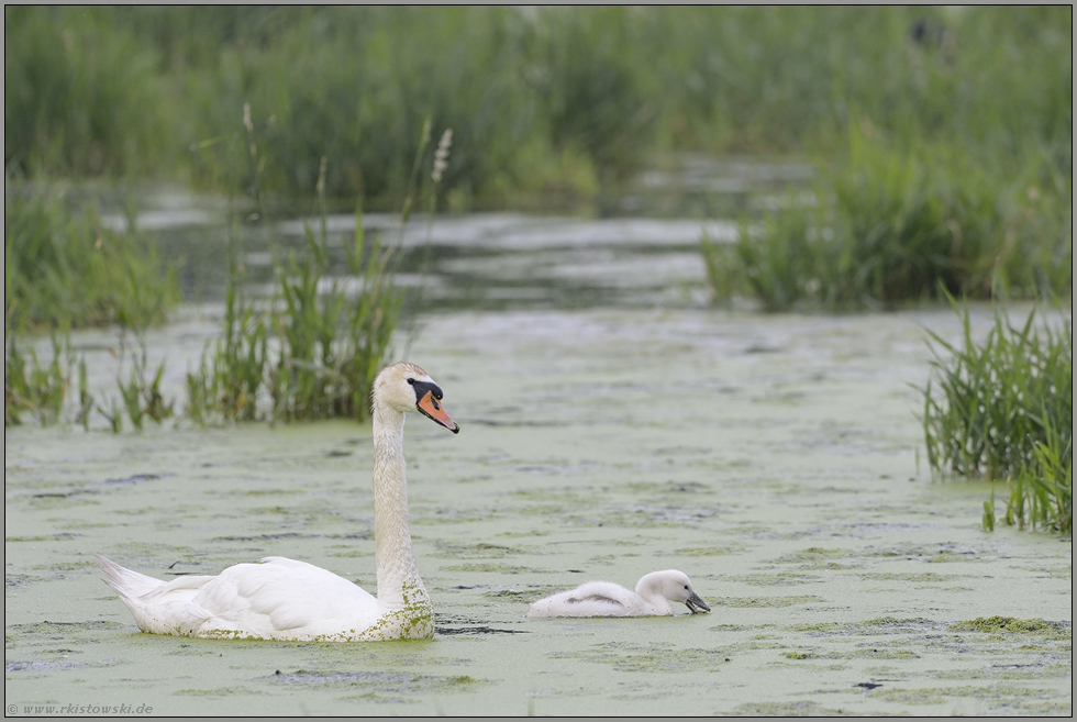 gefährliche Zeiten... Höckerschwan *Cygnus olor*