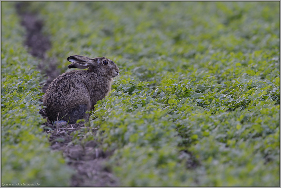 dämmerungsaktiv... Feldhase *Lepus europaeus*