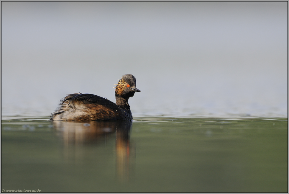 ruhiges Wetter... Schwarzhalstaucher *Podiceps nigricollis*