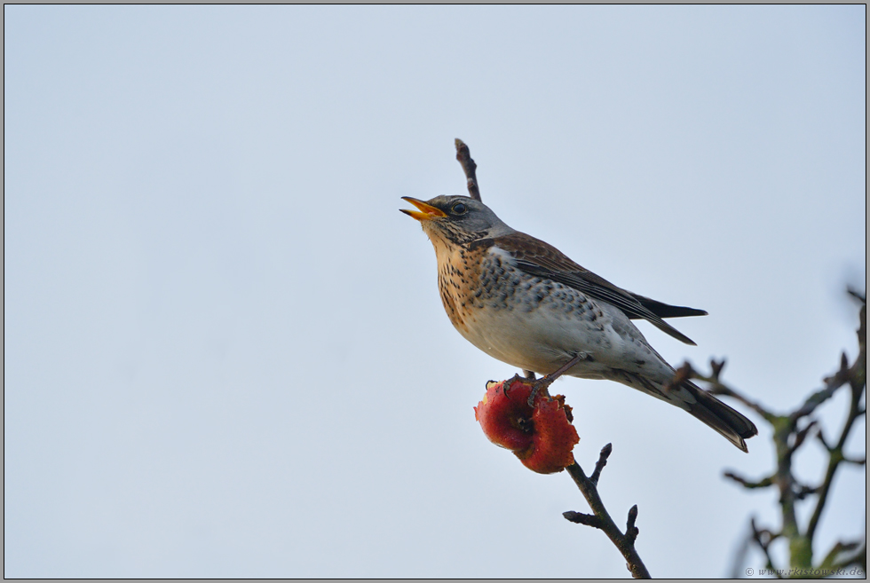 bei der Apfelernte... Wacholderdrossel *Turdus pilaris*