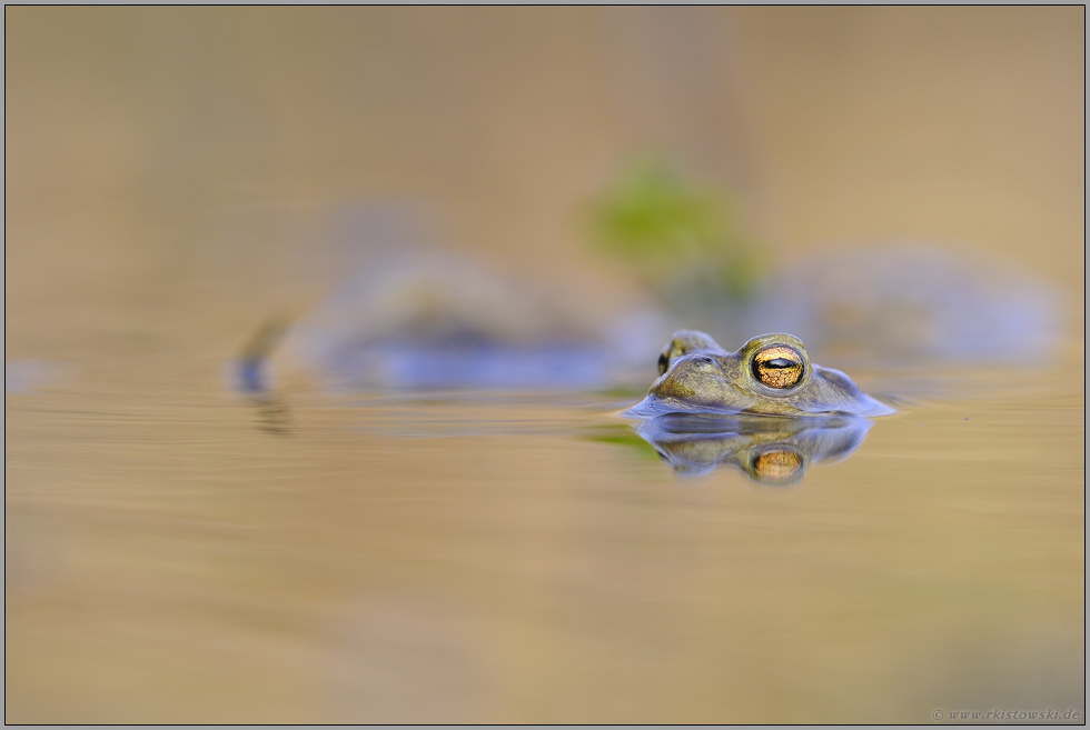 abwartend... Erdkröte *Bufo bufo*