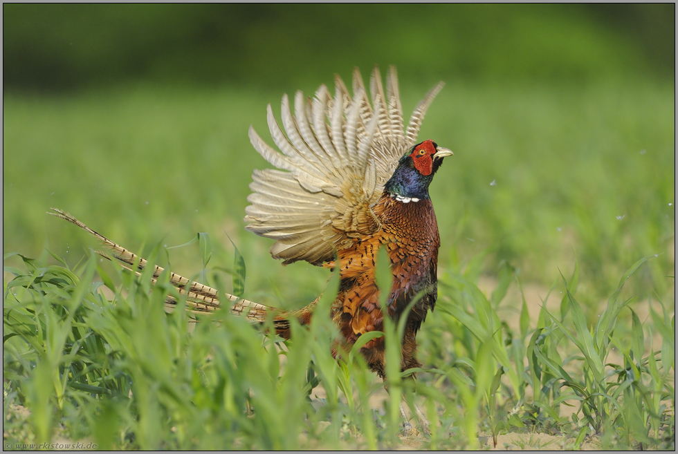 flügelschlagend... Jagdfasan *Phasianus colchicus*