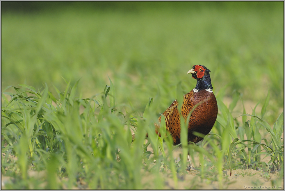 ein Blick zurück... Jagdfasan *Phasianus colchicus*