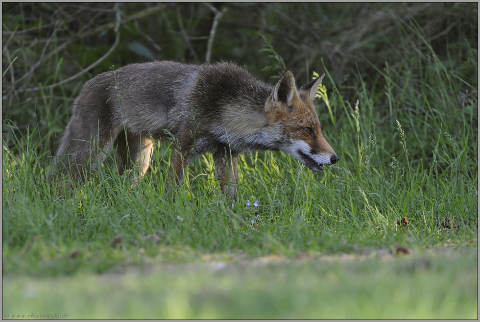 am Waldrand... Rotfuchs *Vulpes vulpes*