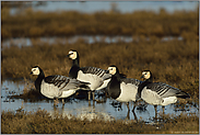 im Trupp unterwegs... Weißwangengänse *Branta leucopsis*