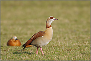 vergesellschaftet... Nilgans *Alopochen aegyptiacus*