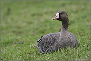 ruhend...  Blässgans *Anser albifrons*