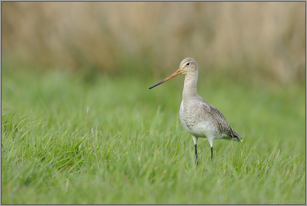 ziemlich hell... Uferschnepfe *Limosa limosa*