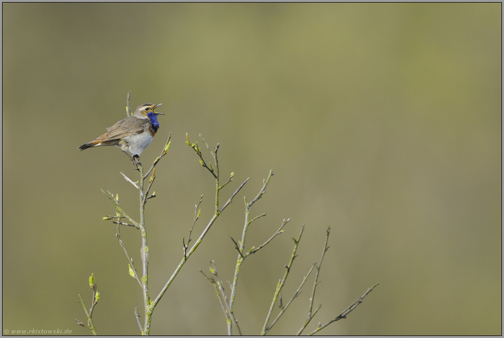 in der Ferne... Blaukehlchen *Luscinia svecica*