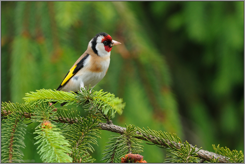 der Clown unter den einheimischen Vögeln... Stieglitz *Carduelis carduelis*