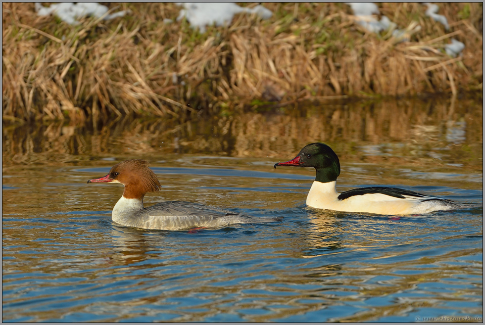 neulich am Fluss... Gänsesäger *Mergus merganser*