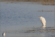 Winterrast... Silberreiher *Casmeriodus albus*