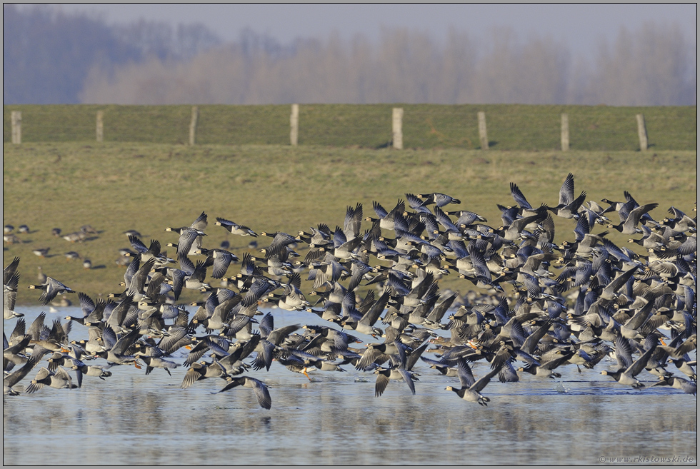 gemeinsamer Aufflug...Weißwangengänse *Branta leucopsis*