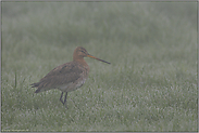 dicke Suppe... Uferschnepfe *Limosa limosa*