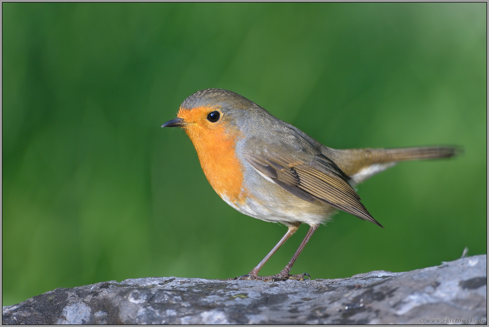 stelzend... Rotkehlchen *Erithacus rubecula*