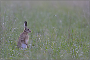 Männchen... Feldhase *Lepus europaeus*