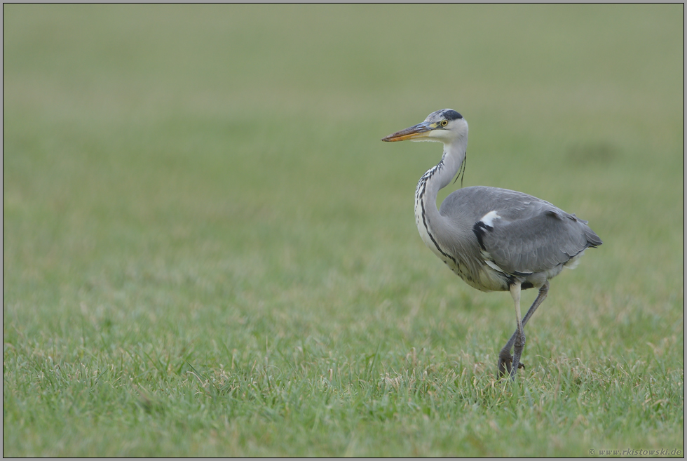 gut genährt... Graureiher *Ardea cinerea*