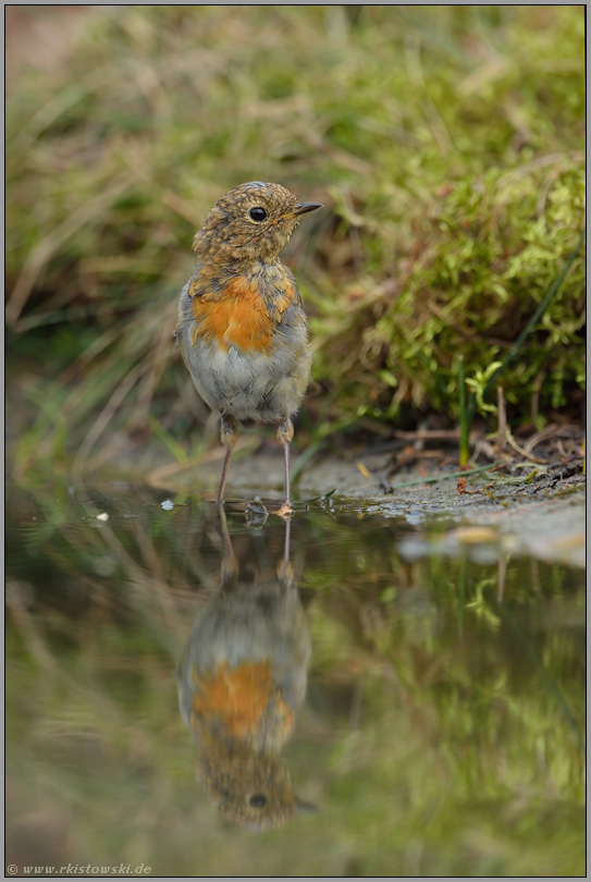 jung und unerfahren... Rotkehlchen *Erithacus rubecula*