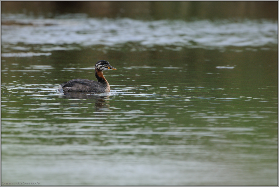 Spätsommer... Rothalstaucher *Podiceps grisegena*