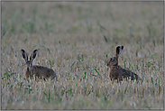 lange Löffel... Feldhase *Lepus europaeus*