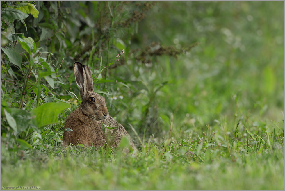 nach dem großen Regen... Feldhase *Lepus europaeus*