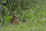 nach dem großen Regen... Feldhase *Lepus europaeus*