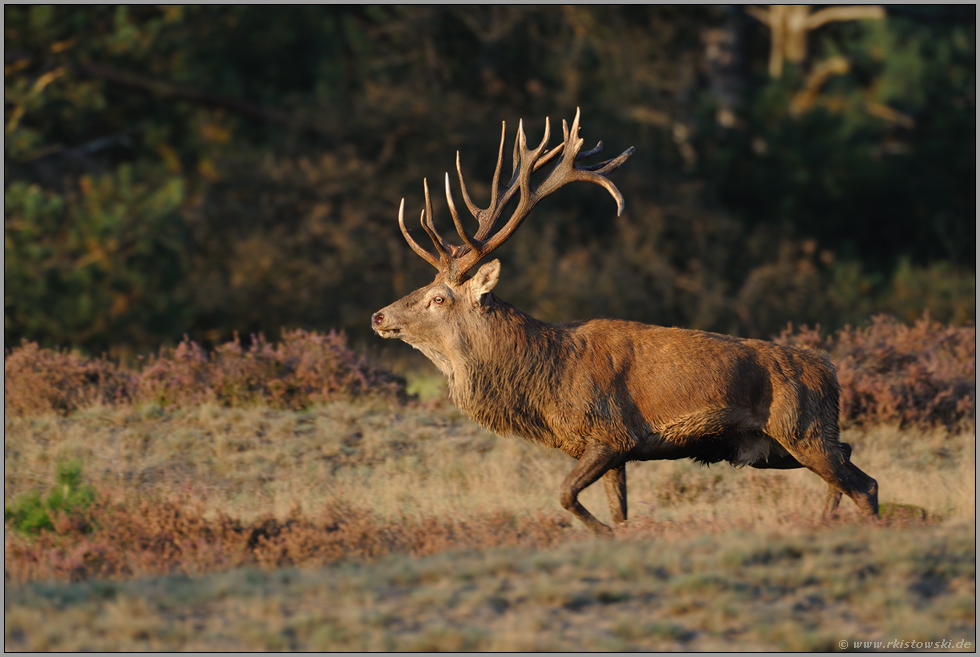 ungestüm... Rothirsch *Cervus elaphus*