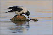 Durst... Nebelkrähe *Corvus cornix*